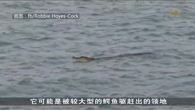 继圣淘沙和滨海南码头之后 樟宜海军基地附近的水域也有鳄鱼出没