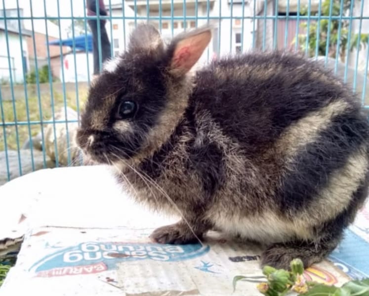 World’s rarest rabbit rescued in Indonesia after it was put up for sale on Facebook