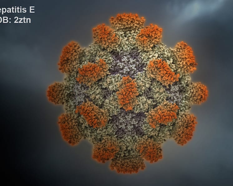 Food-borne hepatitis E virus targets unwary travellers