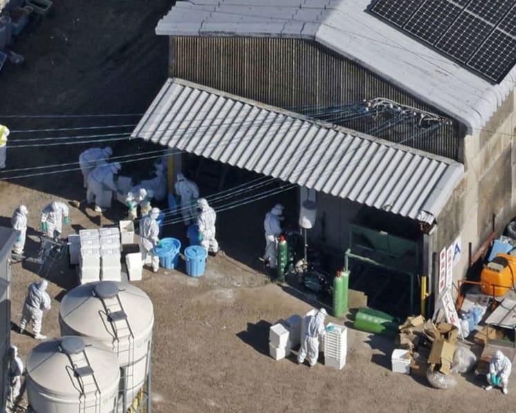 Singapore suspends poultry imports from regions in Japan, US and other countries hit by bird flu outbreak