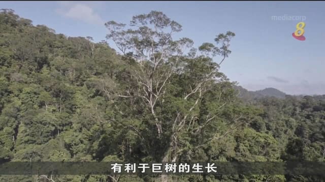 巴西将投选新总统 选举结果直接影响亚马逊森林命运