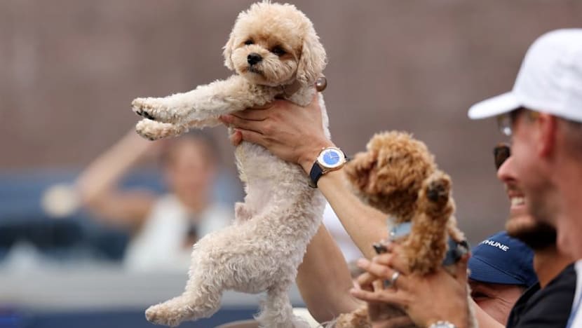 Tennis players on tour seek companionship from dogs for comfort during travel