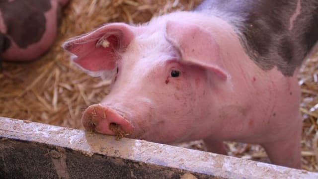 中国男子喂猪突中风昏倒 遭自家猪啃食生殖器