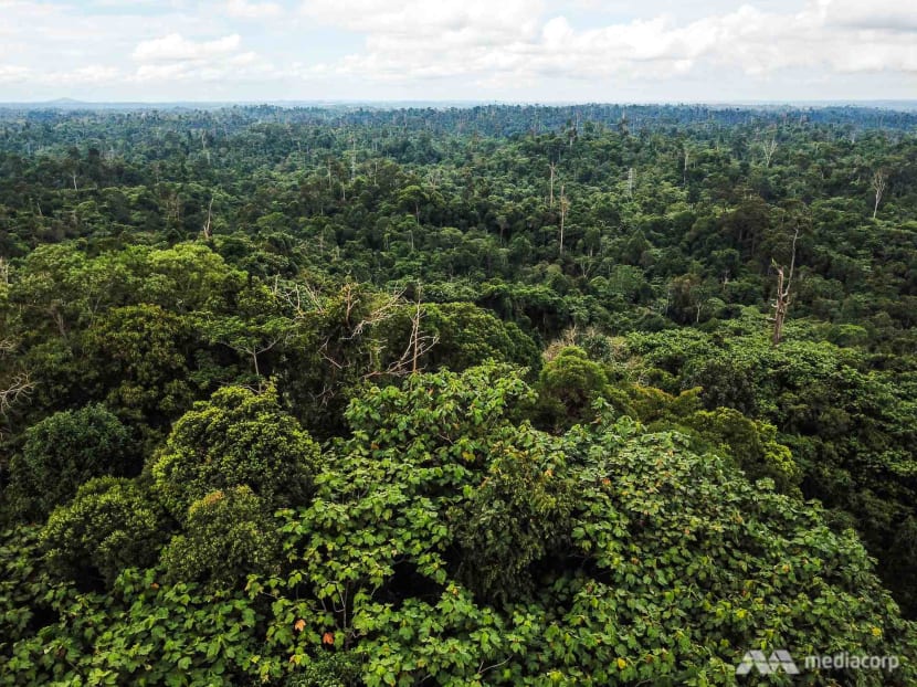 Commentary: Carbon markets can make responsible firms bear costs of climate change Commentary: Carbon markets can make responsible firms bear costs of climate change