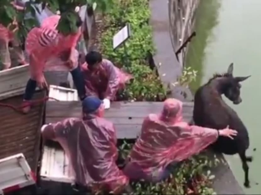 A group of men pushed a donkey into a tiger enclosure at a Chinese zoo, shocking visitors. A zoo official said the incident was related to a dispute between the zoo and a shareholder. Photo: Handout via SCMP A group of men pushed a donkey into a tiger enclosure at a Chinese zoo, shocking visitors. A zoo official said the incident was related to a dispute between the zoo and a shareholder. Photo: Handout via SCMP