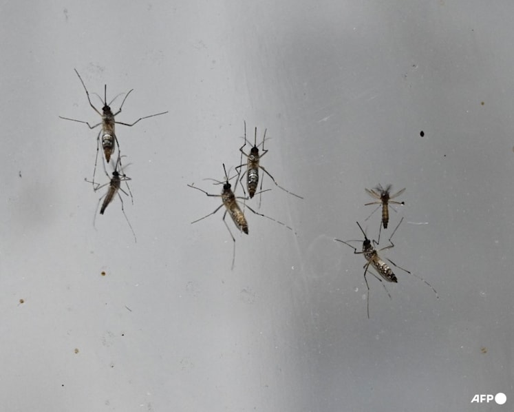 Wolbachia mosquitoes to be released at 4 more sites, including Bedok and Marsiling, to curb dengue