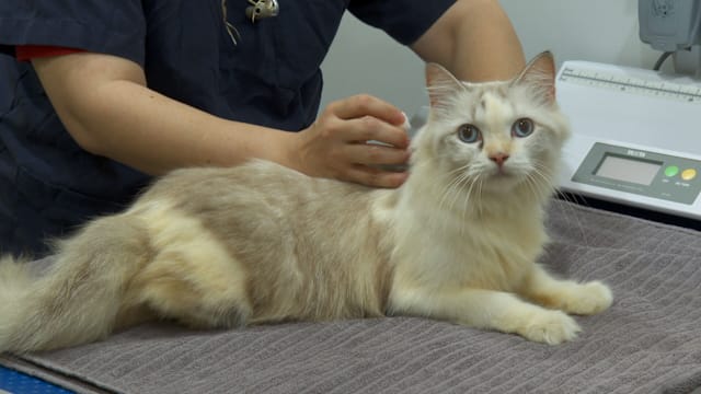 猫只管理框架过渡期今天结束 植芯片需求激增有诊所达平时八倍