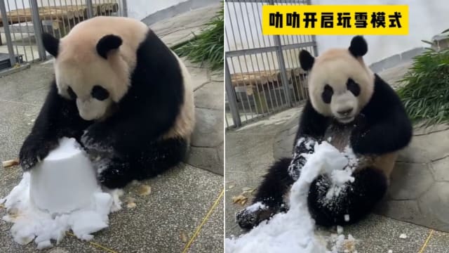 叻叻玩雪慢慢适应中国温度差异 萌模样逗乐网民