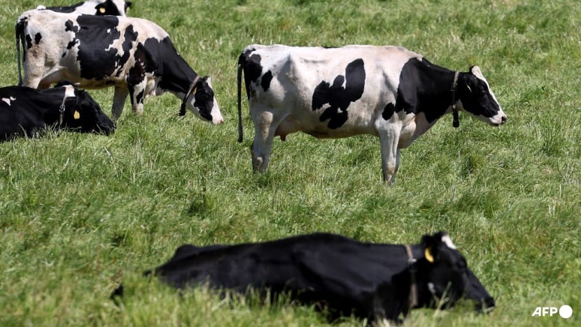 Commentary: How worried should we be about bird flu in US cows and milk? Commentary: How worried should we be about bird flu in US cows and milk?