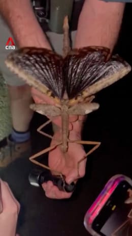 Giant stick insect discovered in Australia