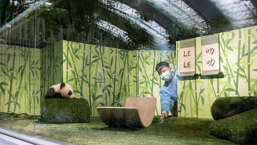 Explainer: Why must panda cub Le Le return to China instead of staying with its parents at River Wonders?