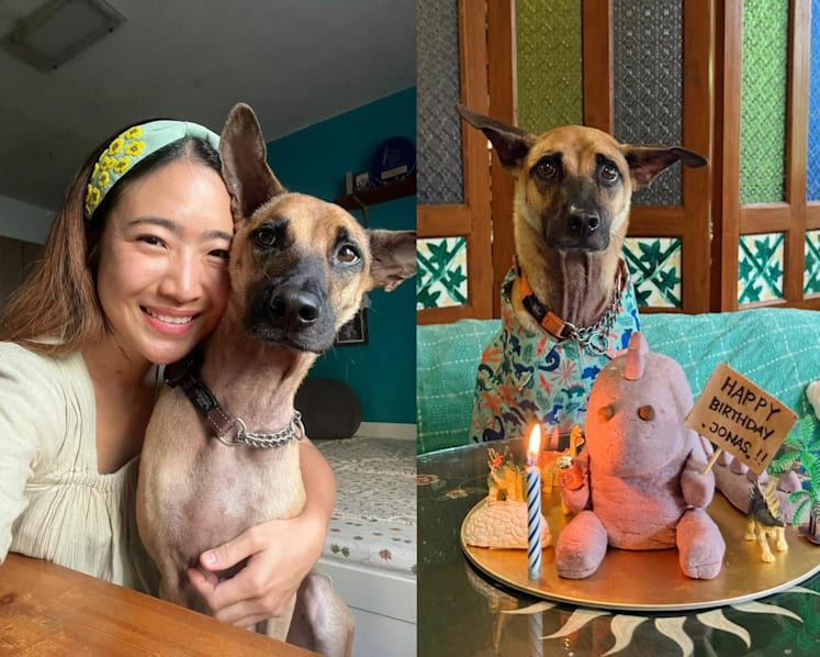What do Singapore chefs' dogs eat? Organic quinoa, homemade ice cream and three-layer cakes, that's what
