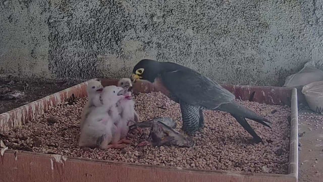 本地再迎四只游隼雏鸟诞生 公园局设直播让公众观看育雏过程