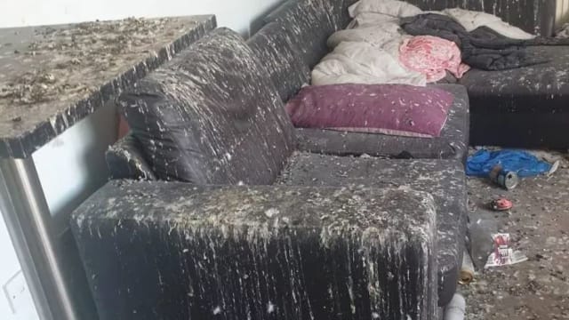 房客退房阳台门没关好 单位遭鸽子入侵满屋屎尿