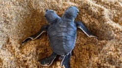 Related article image