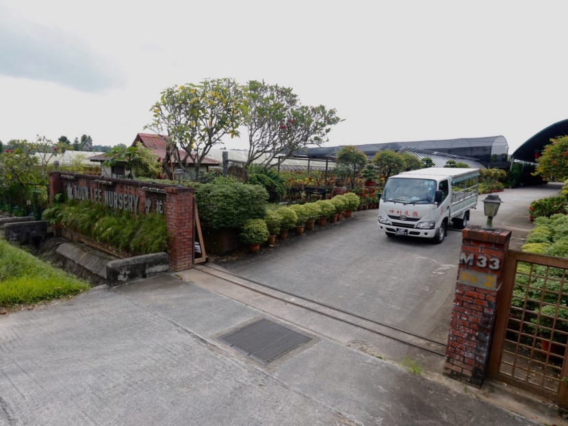 Koon Lee Nursery, located at Murai Farmway, is one of the units that will have to vacate due to the expansion of the Tengah Air Base. Photo: Najeer Yusof