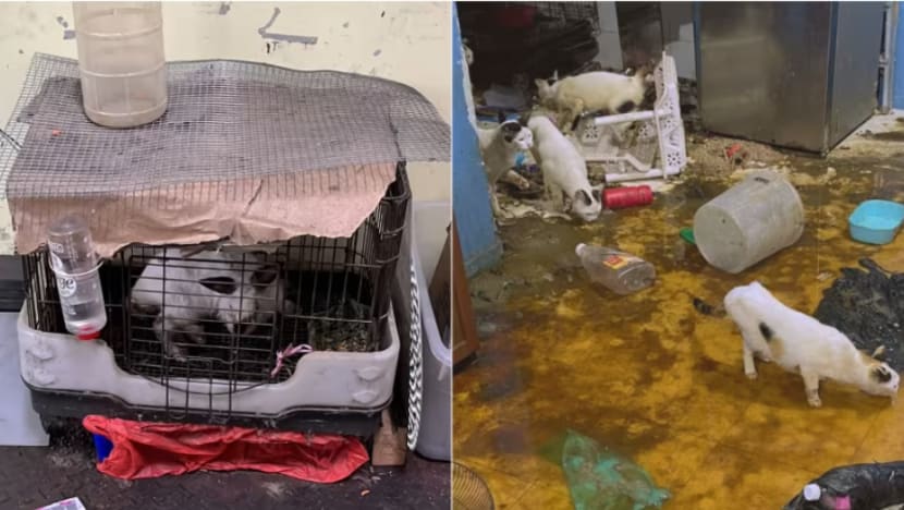  Kes haiwan peliharaan terbiar naik tiga ganda pada 2023, kata SPCA