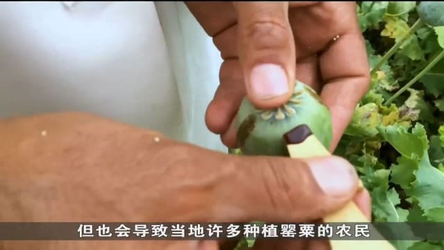 全球毒品滥用问题日趋严重 2021年有近3亿人用毒