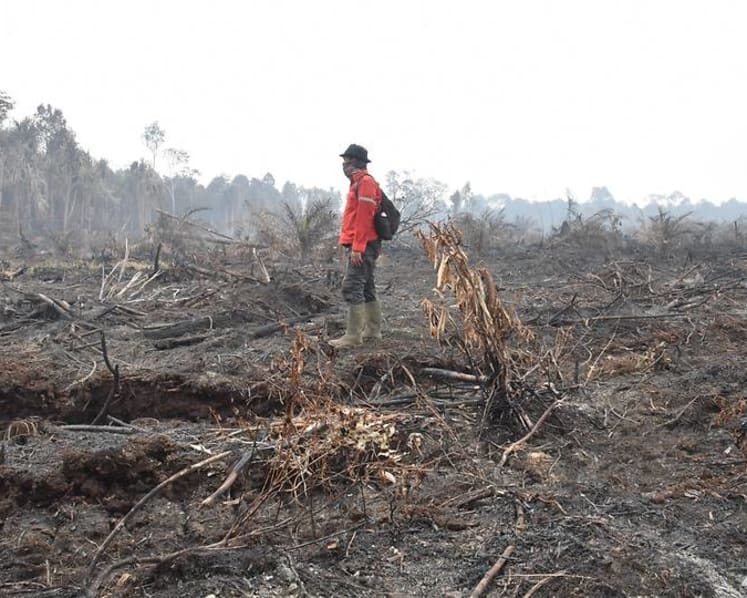Indonesia bersiap hadapi kebakaran hutan di tengah ancaman kekeringan akibat El Nino