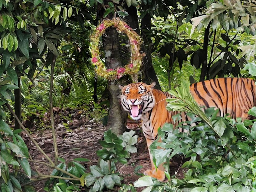 Want to see tigers and sun bears open their Christmas gifts? Catch Mandai Wildlife Reserve’s festive events