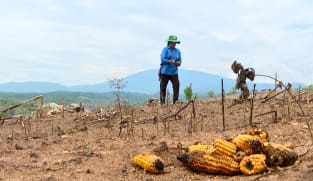 Thailand’s mega maize farms: The cost of feeding the world’s appetite for meat | Video