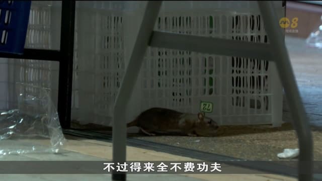 有关鼠患问题投诉过去几个月 增加至少一成