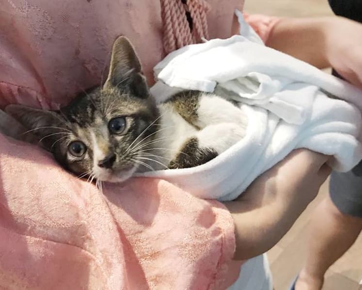 Good Samaritans save trapped kitten in hour-long rescue outside Waterway Point