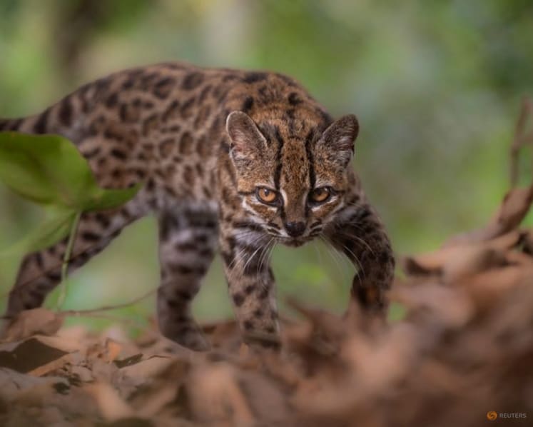 New cat species identified in Bolivia, first in over a century