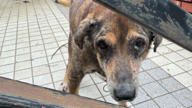 本地去年动物受虐与福利案回落 涉1584只动物