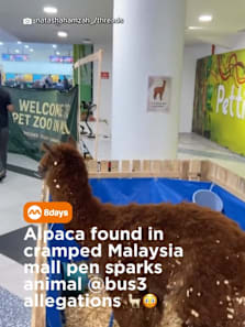 The petting zoo event has since been axed #8dayssg #8dayssgtrending #alpaca #malaysia #zoo 
