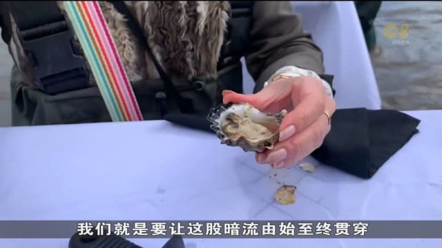 霍克斯伯里河的生蚝 为对抗全球暖化做出贡献