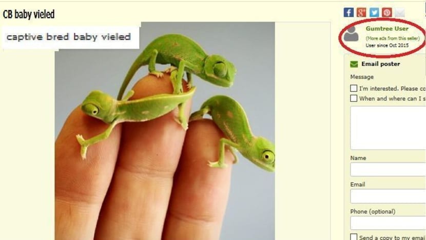 Illegal pet advertisements rife on online platforms: ACRES
