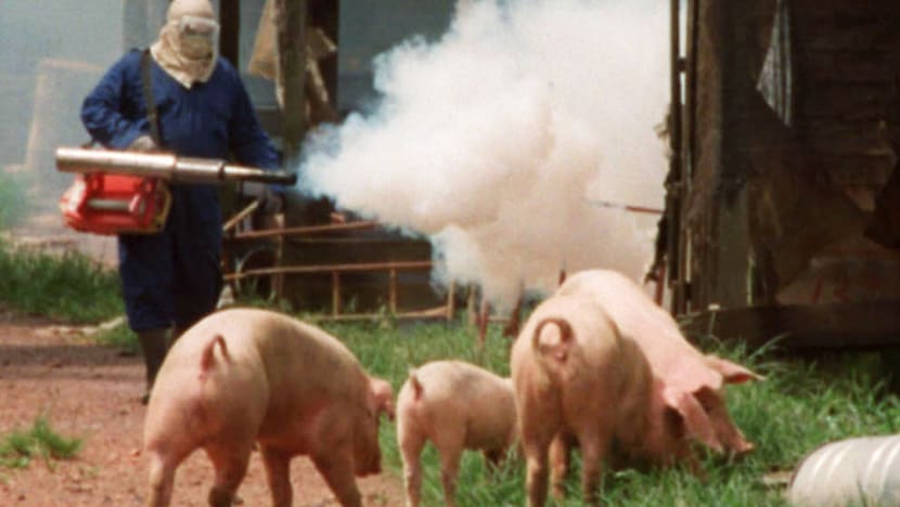 Culling of healthy animals hard to justify: Researchers