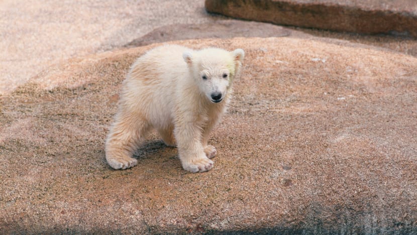 1990-2018: Inuka, the ‘silent stalker’
