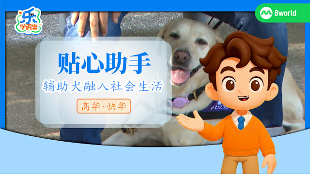 【高华快华】贴心助手　辅助犬融入社会生活