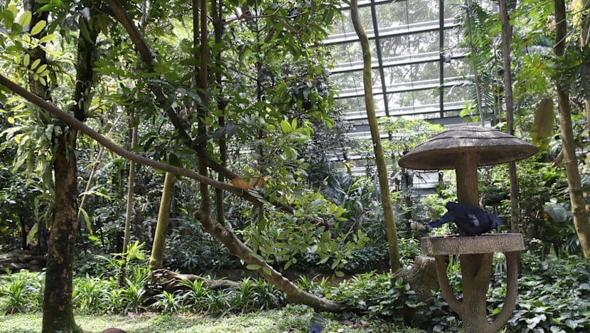 Rare Asian birds at Jurong Bird Park’s Wings of Asia aviary