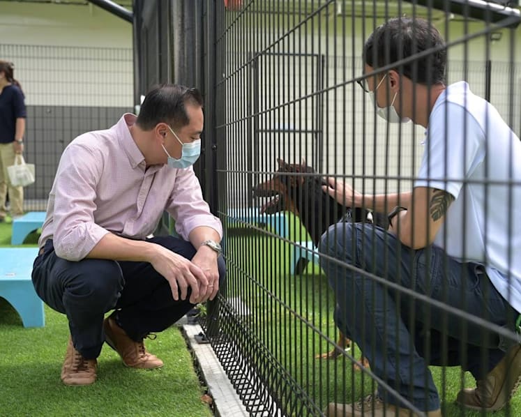 Singapore opens first animal rehabilitation centre to help strays adapt to domestic living, find adopters