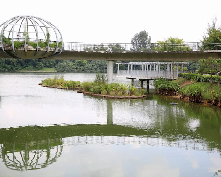 Biodiversity thriving on artificial Punggol waterway