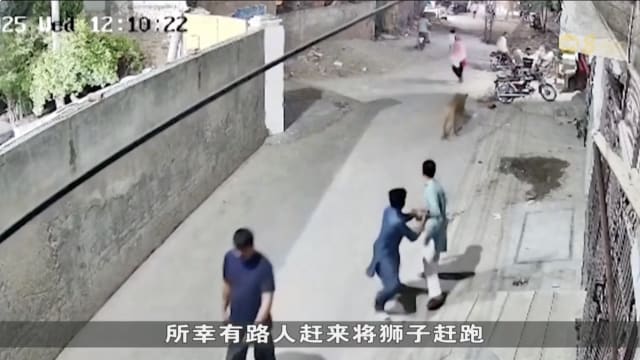 巴基斯坦宠物狮子翻墙离家 导致三人受伤