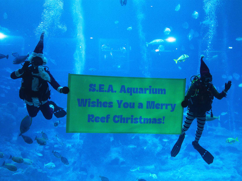 A Merry Reef Adventure: Where holiday magic meets underwater discovery  