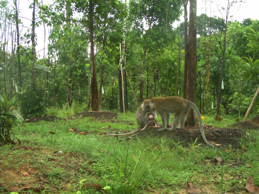 Commentary: Land-strapped Singapore may struggle to fulfil the new global biodiversity deal, but there are other things it can do Commentary: Land-strapped Singapore may struggle to fulfil the new global biodiversity deal, but there are other things it can do