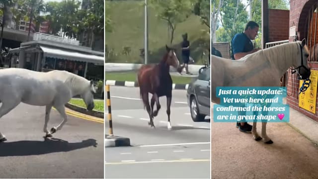 白沙公园马厩骏马脱逃事件 AVS：正在进行调查