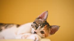 Related article image