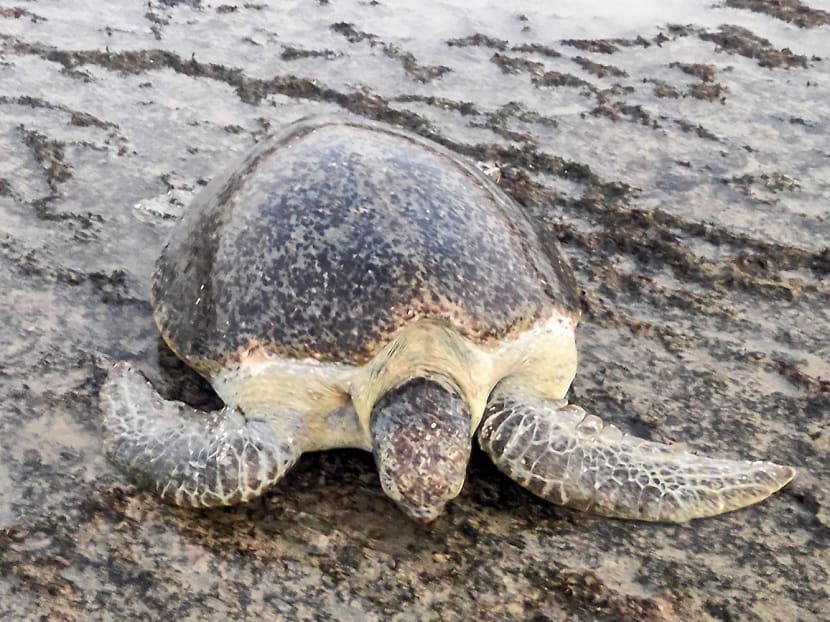 A turtle arrives to nest on a beach in Yemen's Mahra province, near the border with Oman on June 10, 2023. A turtle arrives to nest on a beach in Yemen's Mahra province, near the border with Oman on June 10, 2023.