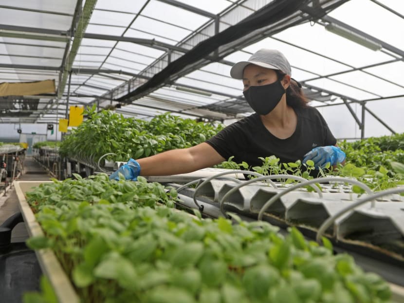 S'poreans buying costlier but fresher local produce will beef up country's future food security: Grace Fu S'poreans buying costlier but fresher local produce will beef up country's future food security: Grace Fu