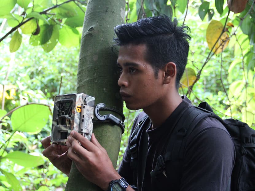 Rat infestation: AVA to continue with stray dog control operations