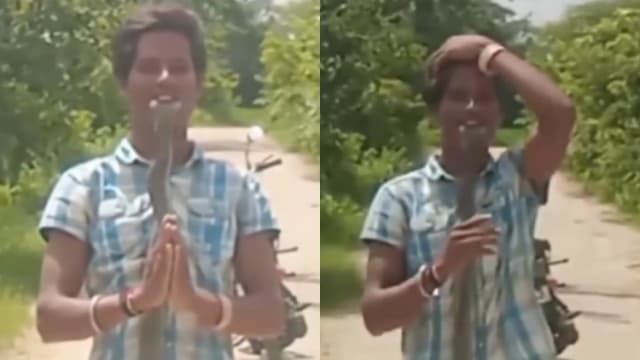要红不要命！印度男将眼镜蛇放口中被咬死