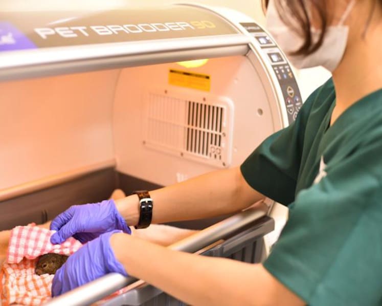 New rehabilitation centre to treat and care for wild animals in Singapore