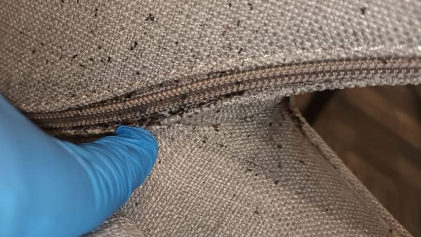 Some Singapore pest control firms report increase in bedbug infestations, expect more to come Some Singapore pest control firms report increase in bedbug infestations, expect more to come