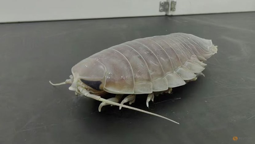 Deep-sea denizens go years without food with clever biological fix